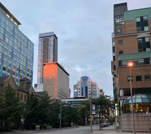A photo of a tree-lined street with the orange sunrise light shining on one in the middle. The Hospital for Sick Children is the right-most building.